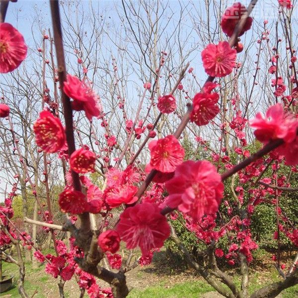 紅梅花