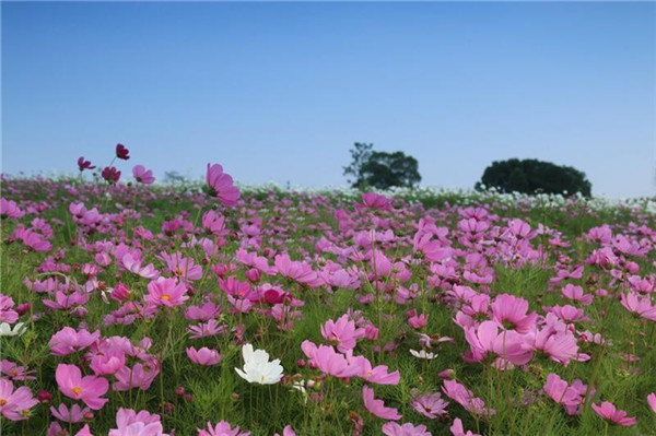 波斯菊基地實拍圖片