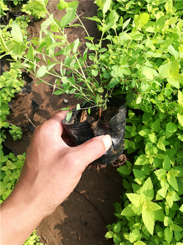 繡線菊基地實拍圖