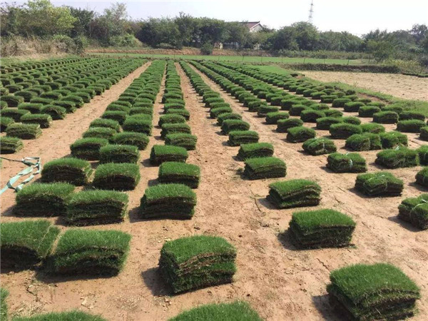 馬尼拉草坪基地實拍圖片