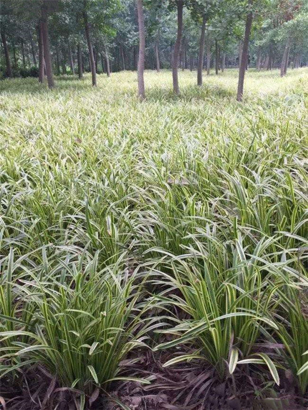 銀邊沿階草基地實拍圖片