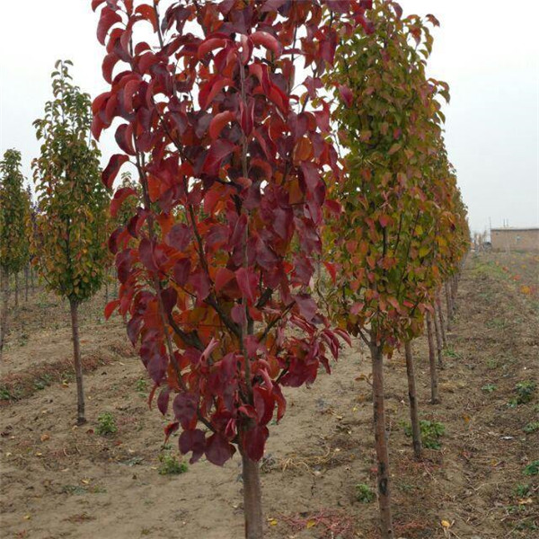 彩葉豆梨秋季紅葉實拍圖片