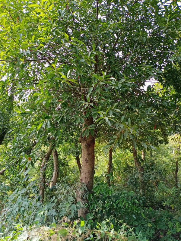 杜英基地實拍圖