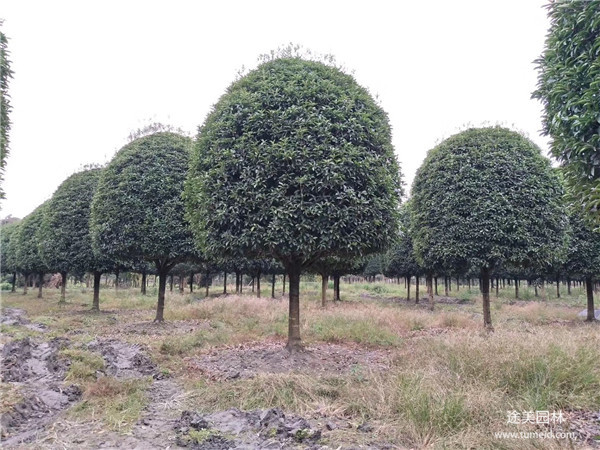 桂花樹圖片