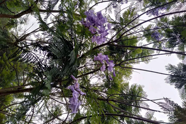 藍(lán)花楹開花了