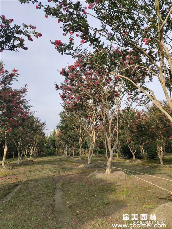 紫薇基地實拍圖