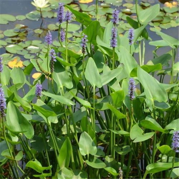 梭魚草水生植物實拍