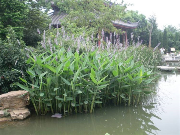 再力花水生植物基地實拍