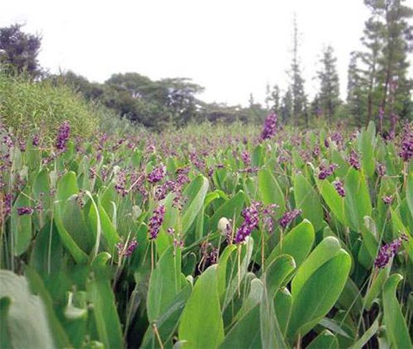 再力花水生植物基地實拍